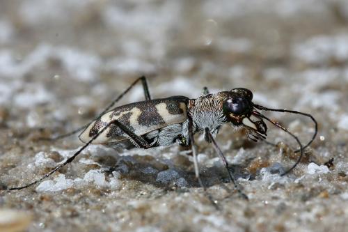 Réf. 292 715 : Cephalota circumdata leonschaeferi